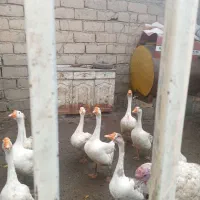 غاز|حیوانات مزرعه|بیستون, |دیوار