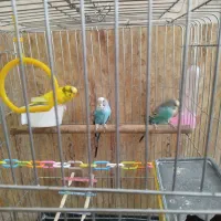 فروش سه مرغ عشق|پرنده|بوکان, |دیوار