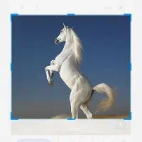 خرید و فروش اسب