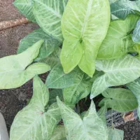 تولید وفروش انواع گلهای آپارتمانی وباغچه. ای|گل و گیاه طبیعی|گتاب, |دیوار