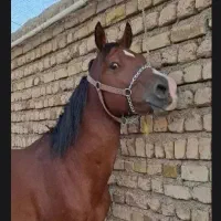 خرید و فروش اسب