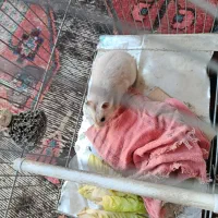 همستر|موش و خرگوش|سنندج, |دیوار