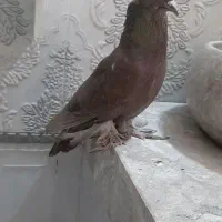 کفتر زینت پاپر رنگشم عالی