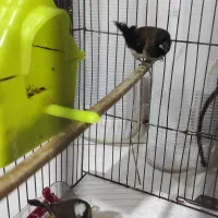 فنچ بنگالی|پرنده|پاکدشت, خاتون آباد|دیوار