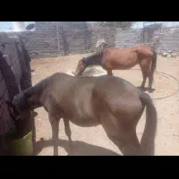 فروش اسب کرد مادیون وکره