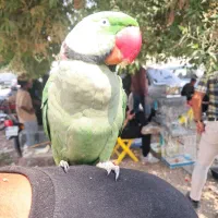 شاه طوطی نر|پرنده|تهران, آسمان|دیوار