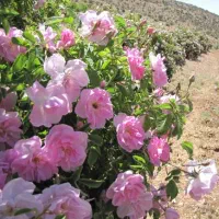 گل محمدی تازه معطر
