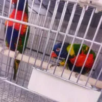 جفت لری مولد