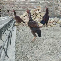 مرغ لاری اصیل نژاد دار|حیوانات مزرعه|سراوان, |دیوار