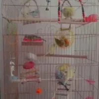 فروش 5 عروس هلندی2 مرغ عشق و 3 قفس بزرگ
