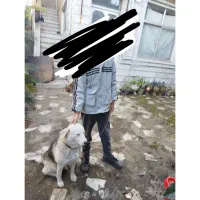 فروش یک عدد سگ ماده 1ساله