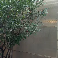 خانه  دربستی|اجارهٔ خانه و ویلا|تهران, هفت چنار|دیوار