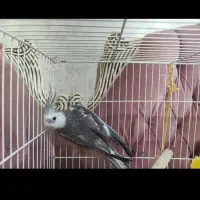عروس هلندی البینو وایت فیس نر 1ساله جوان سخنگو|پرنده|بجنورد, |دیوار