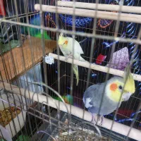 عروس هلندی|پرنده|تهران, جوادیه تهرانپارس|دیوار