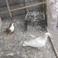 کفتر سالم