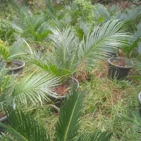 فروش ویژه سیکاس ریشه پر بسیار زیبا|گل و گیاه طبیعی|رامسر, |دیوار