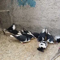 کبوتر رنگی|پرنده|قیدار, |دیوار