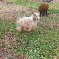 بز نر سالم مخصوص قربانی|حیوانات مزرعه|خوی, |دیوار