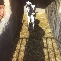 گوساله ماده شیری|حیوانات مزرعه|شهرضا, |دیوار