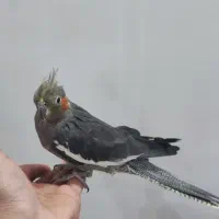 جوجه عروس هلندی۸۰۰