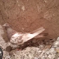 کبوتر سینه قهوه ای نر|پرنده|شیراز, کاراندیش|دیوار