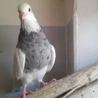 نر  طوقی