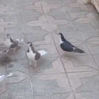 دوجفت اصفهانی