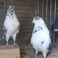 قاره دم سفید تخت روزگاری