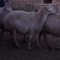 گوسفند ماده دامازدغ