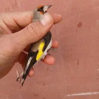 سهره دورگ|پرنده|کهریزک, |دیوار