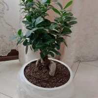 گل طبیعی بونسای