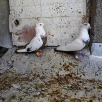 کبوتر دم قهوه ای نر قفل