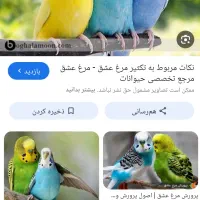 مرغ عشق کبوتر گمشده|حیوانات|رامهرمز, |دیوار