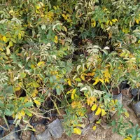 فروش نهال گلدانی گل محمدی|گل و گیاه طبیعی|چادگان, |دیوار