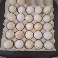 تخم مرغ محلی ارگانیک خوراکی ونطفه داربوقلمون
