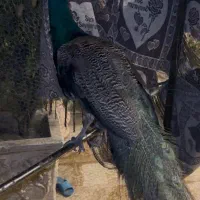 طاووس|پرنده|فردیس, خیام شرقی|دیوار