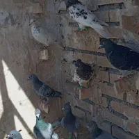 کبوتر بوم