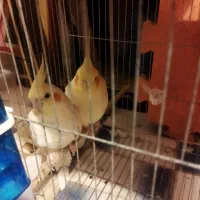 جفت عروس هلندی لوتینو مولد|پرنده|آبپخش, |دیوار