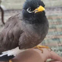 مرغ مینا سخنگو