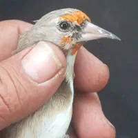 جوجه سهره نر