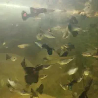 ماهی گوپی نژاد خوب|ماهی|کرمانشاه, |دیوار