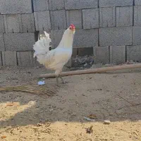 خروس|حیوانات مزرعه|کاکی, |دیوار