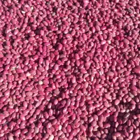 فروش لوبیا قرمز   ،