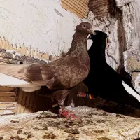 کفتر دم سفید