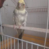 عروس هلندی ماده