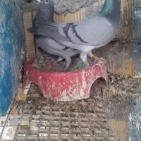 پلاکی مسافتی