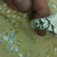 انگشتر نقره کهنه فروشی|کلکسیون اشیاء عتیقه|شازند, |دیوار