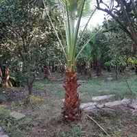 فروش زیر قیمت و فوری برگ و تنه درخت پالم|گل و گیاه طبیعی|آمل, |دیوار