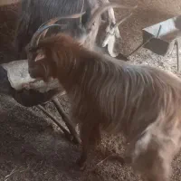 ۳ نر بز جلو رو|حیوانات مزرعه|شریفآباد, |دیوار