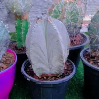 کاکتوس گل آپارتمانی آسترواورناتوم سایز درشت|گل و گیاه طبیعی|تهران, مسعودیه|دیوار